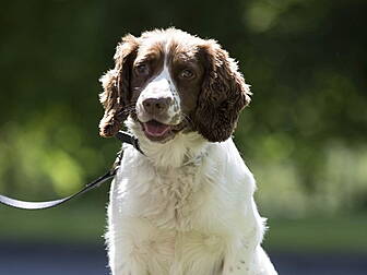 Revenue dog Barney wins award